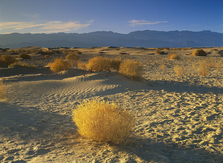 Mesquite Flat Sand Dunes Death Valley #2 Photograph by Tim Fitzharris