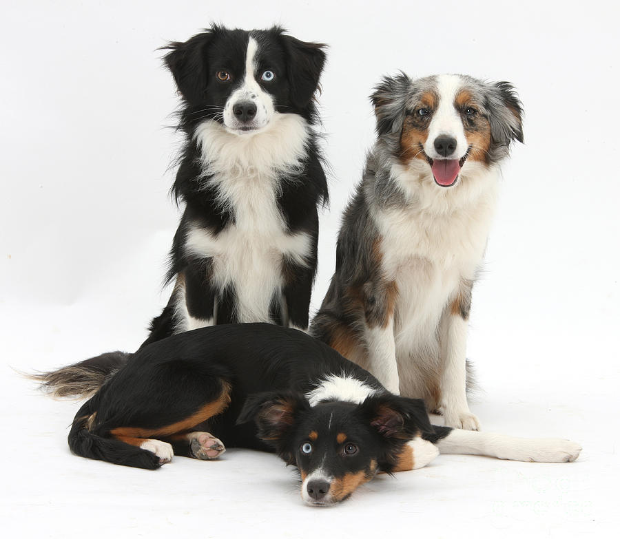 Mini American Shepherd Photograph by Mark Taylor - Fine Art America