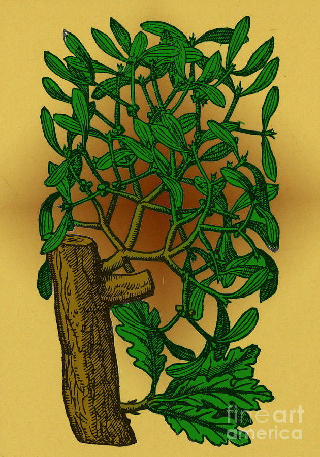 Mistletoe, Alchemy Plant #2 Photograph by Science Source