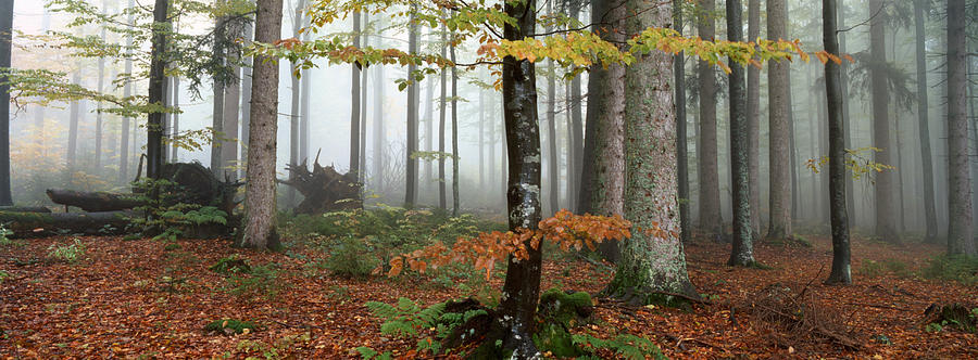 Misty autumn forest #2 Photograph by Ulrich Kunst And Bettina Scheidulin