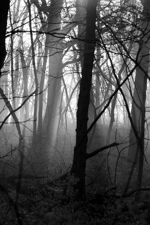 Black And White Photograph - Misty Morning #2 by Rick Rauzi