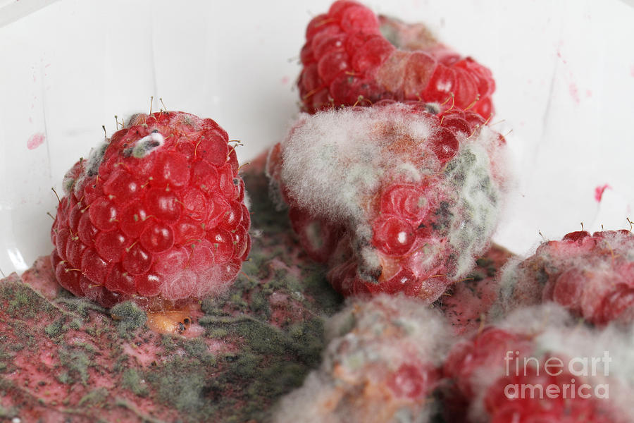 Moldy Raspberries #2 Photograph by Photo Researchers