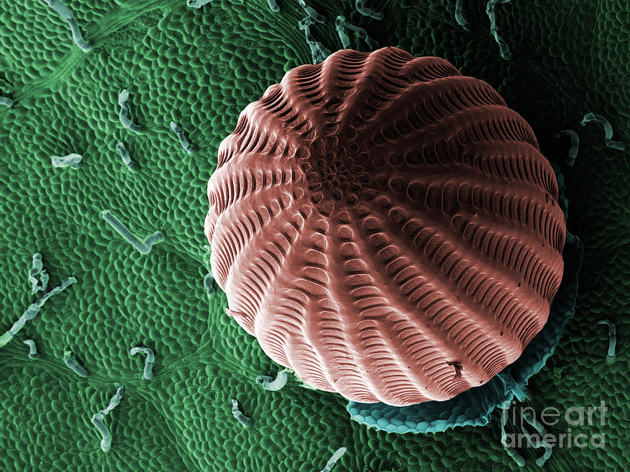 Monarch Butterfly Egg, Sem #2 Photograph by Ted Kinsman