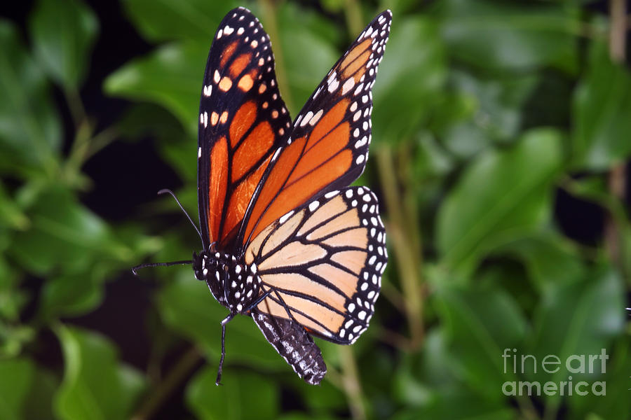 Monarch Butterfly In Flight #3 Photograph by Ted Kinsman