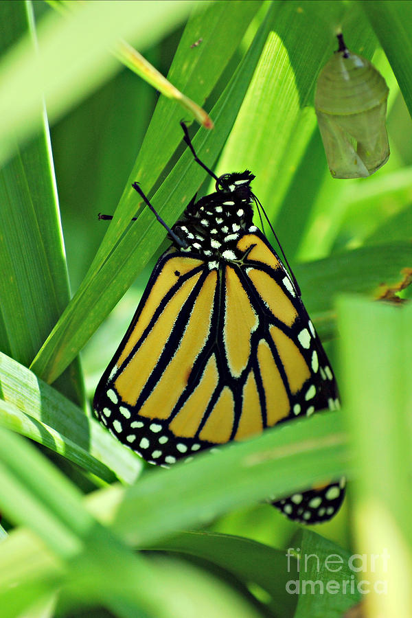 Monarch Butterfly #2 Photograph by Lila Fisher-Wenzel