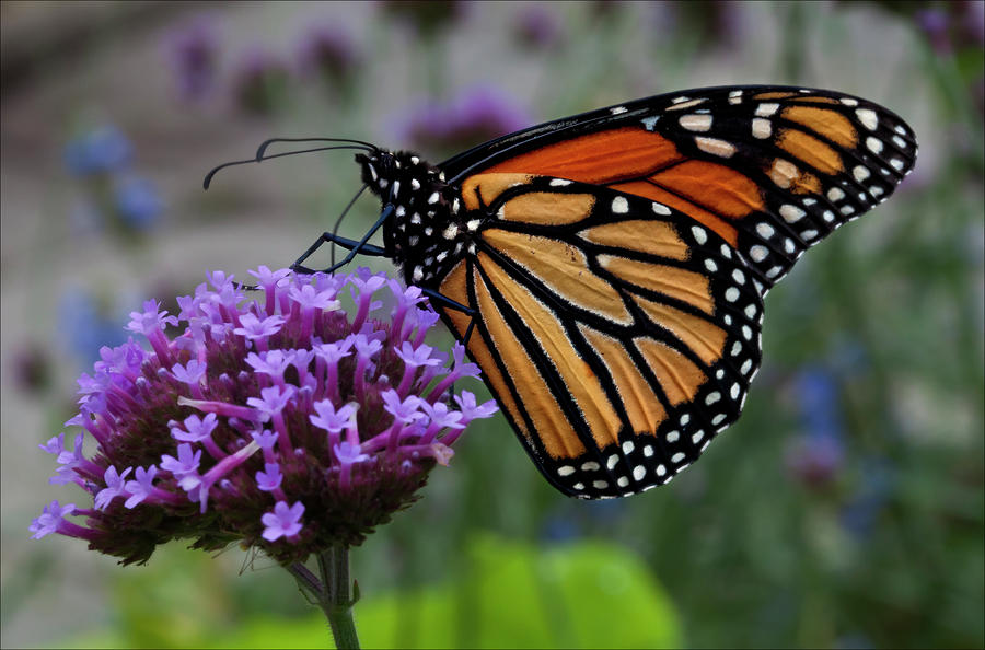 Monarch Butterfly #2 Photograph by Robert Ullmann