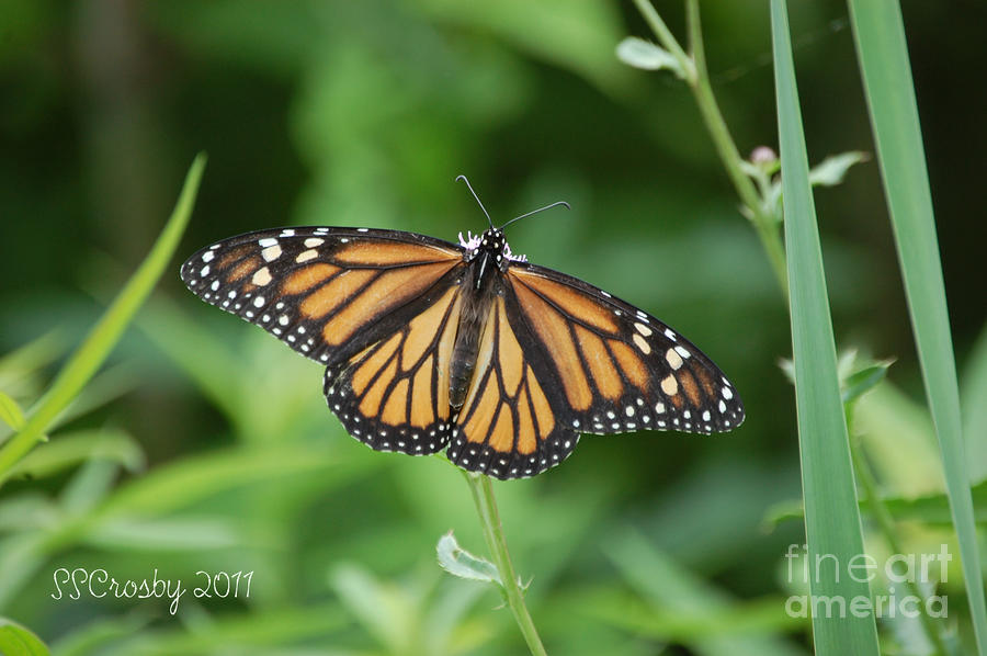 Monarch Butterfly #2 Photograph by Susan Stevens Crosby