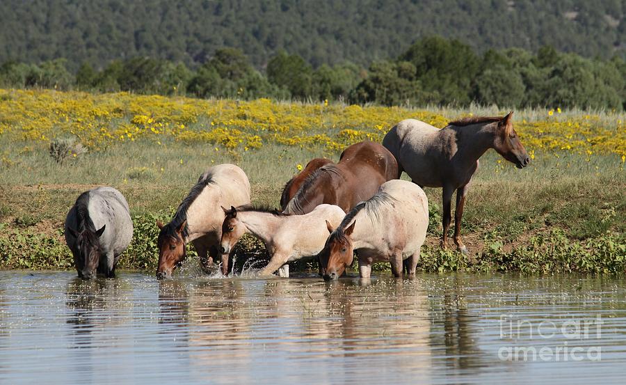 Mustang Photograph - Monero Mustangs by Lori Bristow Mustang Photograph - Monero Mustangs by Lori Bristow