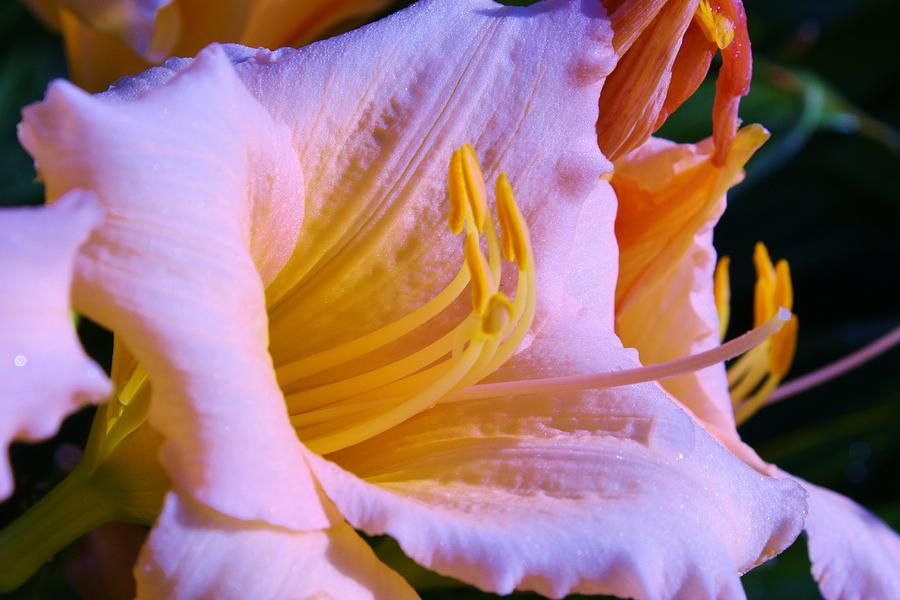 Lily Photograph - Mornings light #2 by Bruce Bley