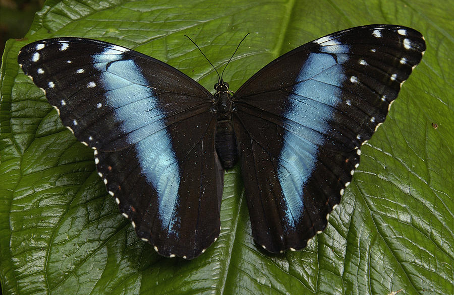 Morpho Butterfly Morpho Achilles #2 Photograph by Pete Oxford