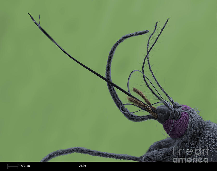 Mosquitos Head, Sem #2 Photograph by Ted Kinsman
