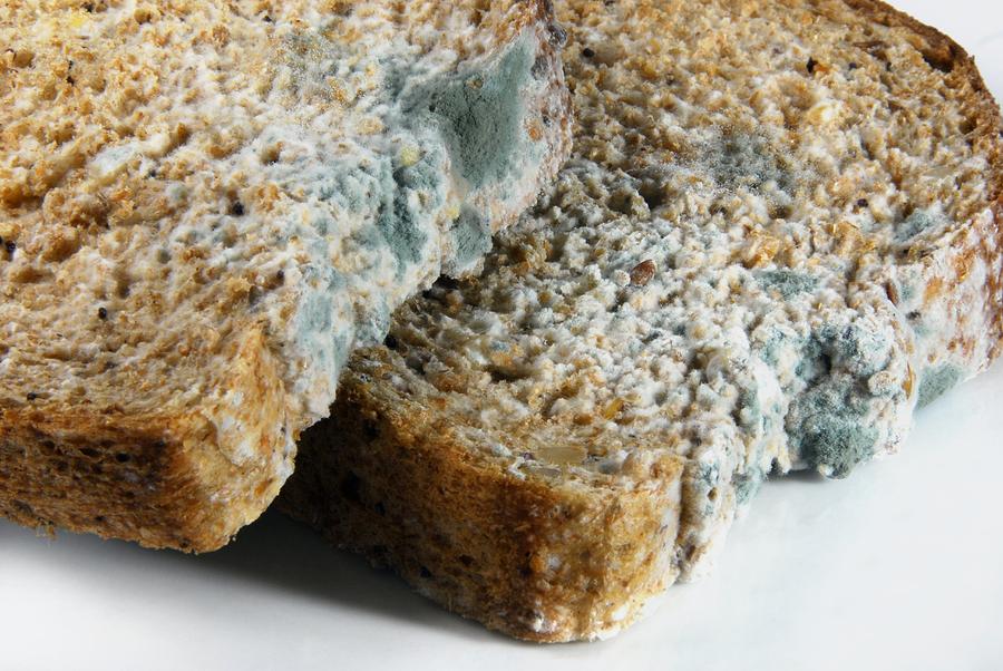 Image result for mouldy bread