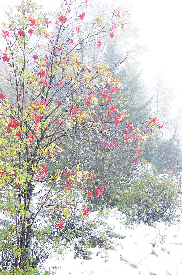 Fall Photograph - Mountain Ash and Snow  #2 by Thomas R Fletcher