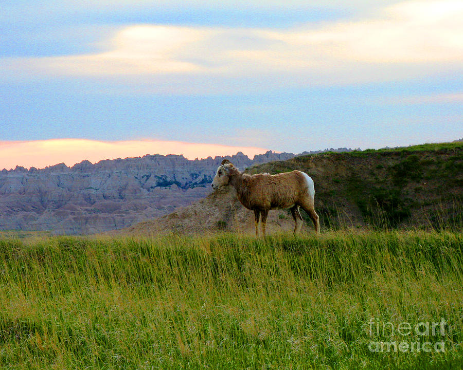 Mountain Goat in the Badlands #2 Photograph by Patricia Januszkiewicz