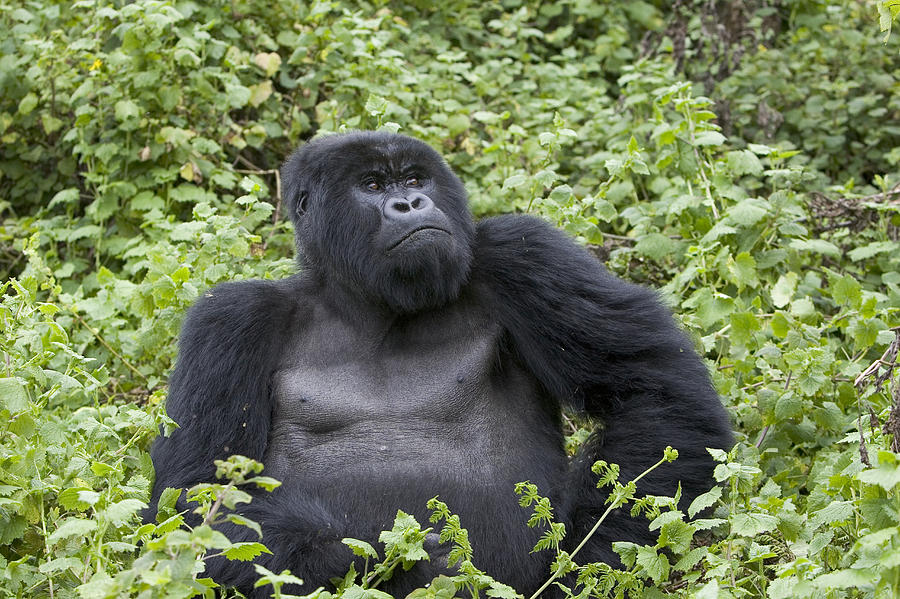 Mountain Gorilla Large Silverback Male #2 Photograph by Suzi Eszterhas