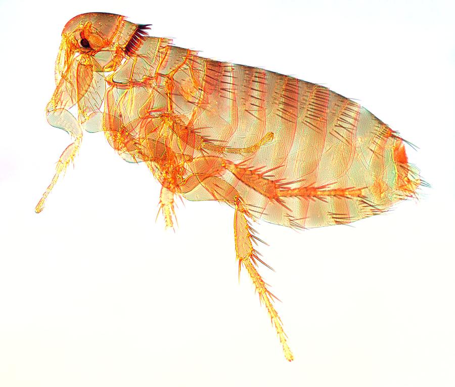 Mouse Flea, Light Micrograph Photograph by Jerzy Gubernator - Fine Art ...