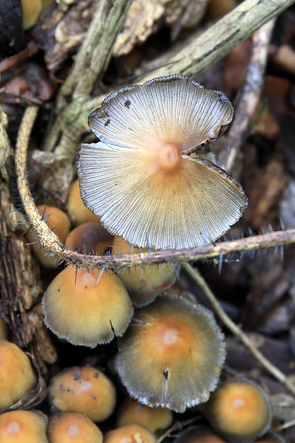 Mushroom #2 Photograph by Rick Rauzi