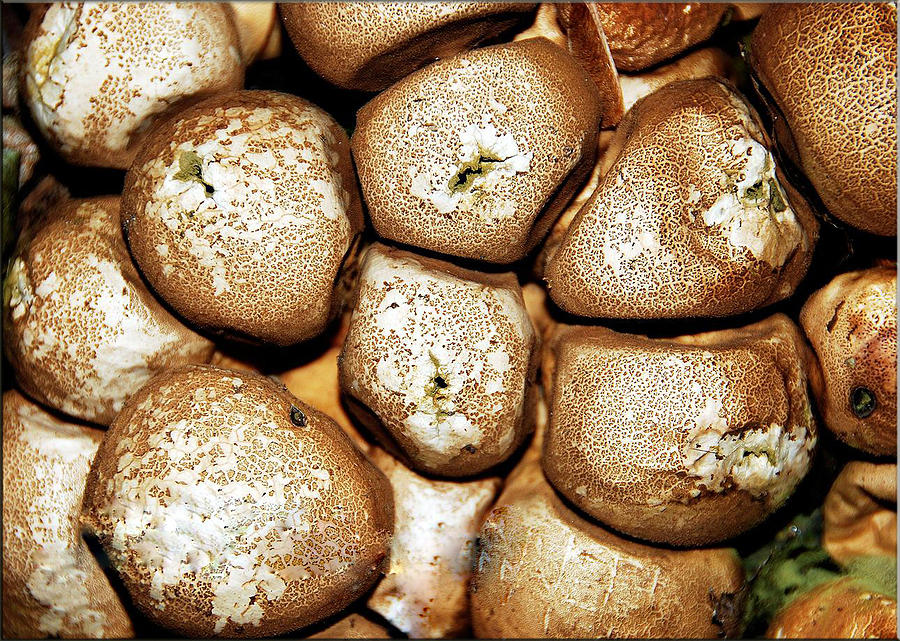 Mushroom Photograph - Mushrooms #2 by Janet G T