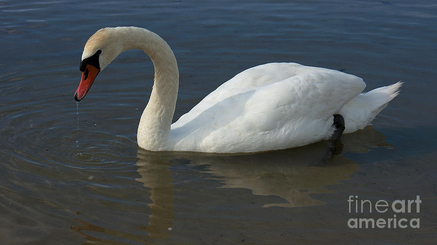 Mute Swan #2 Photograph by Mareko Marciniak