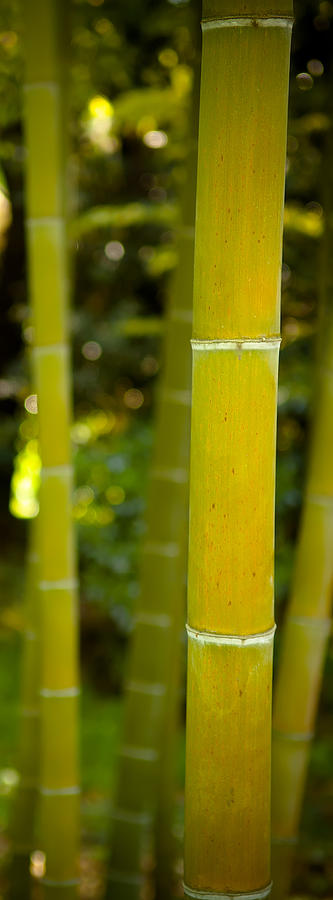 Abstract Photograph - Mystical Bamboo #2 by Sebastian Musial