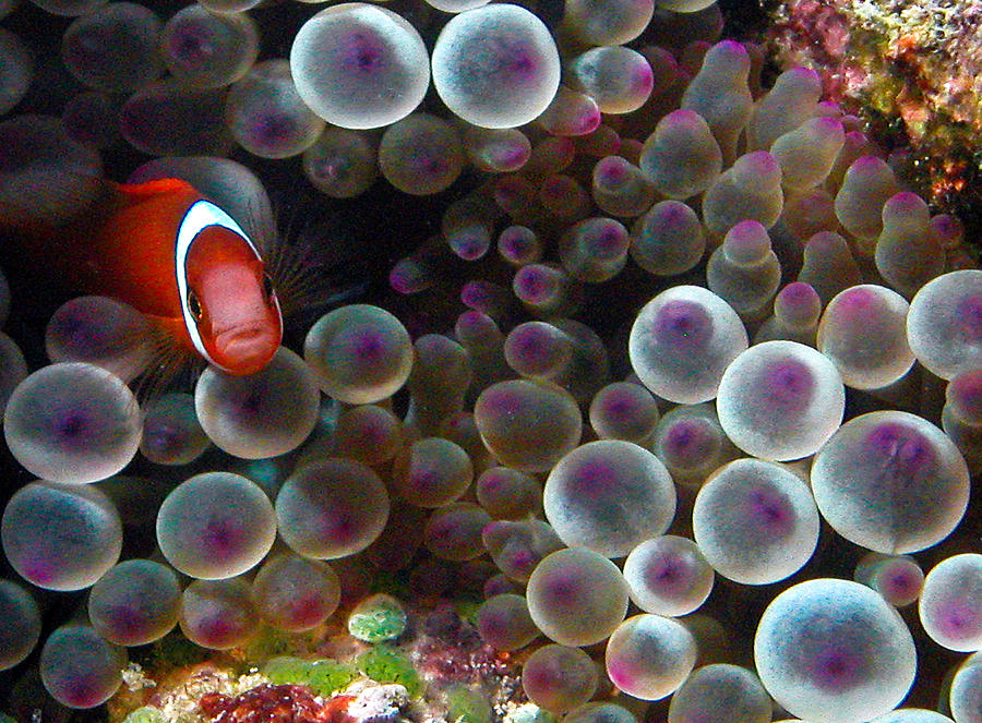 Nemo #2 Photograph by Jean Noren