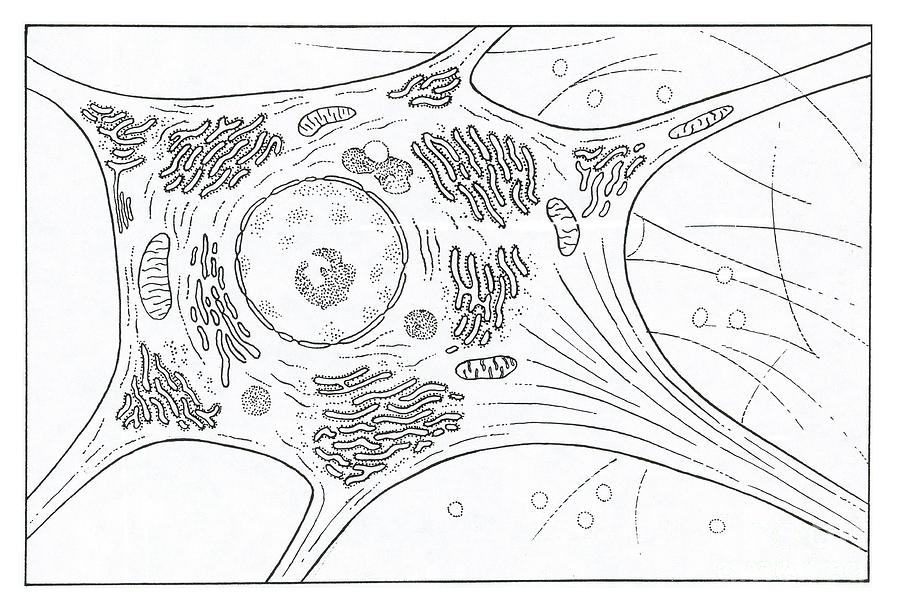 nerve-cell-by-science-source-fine-art-america