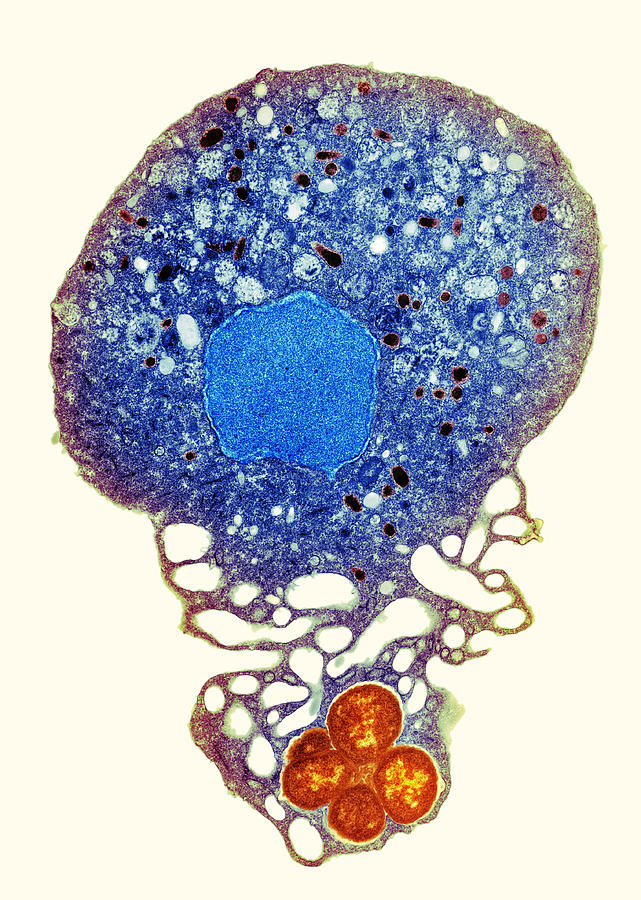 Neutrophil And Trapped Bacteria, Tem Photograph by