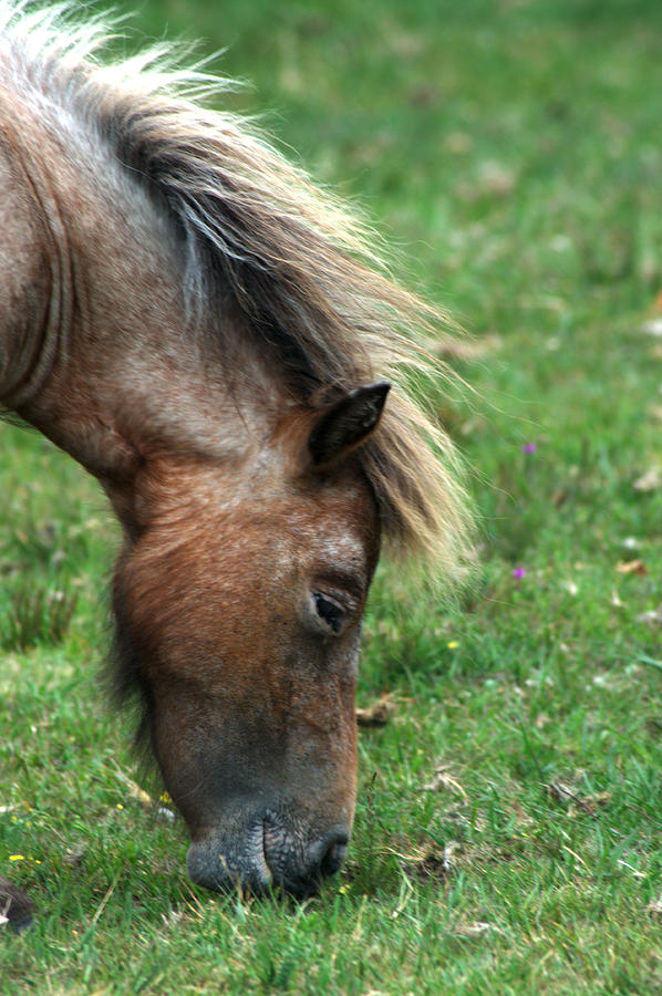 New Forest Pony #2 Photograph by Chris Day