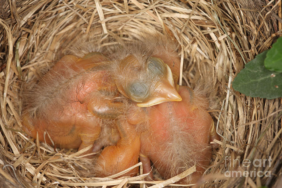 Newborn Robin Nestlings #2 Photograph by Ted Kinsman