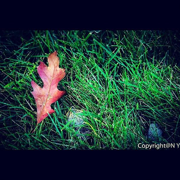 Fall Photograph - #nikon #nikkor #nikonfans #nikon_fans #2 by Naveen Yellappa