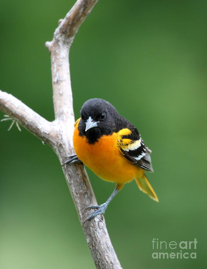 Northern Baltimore Oriole #2 Photograph by Jack R Brock