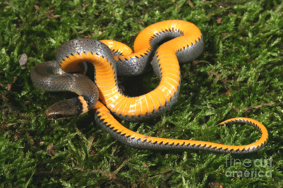 Animal Photograph - Northern Ringneck Snake #2 by Ted Kinsman