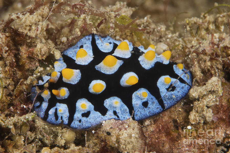 Nudibranch Feeding On Algae, Papua New #2 Photograph by Terry Moore