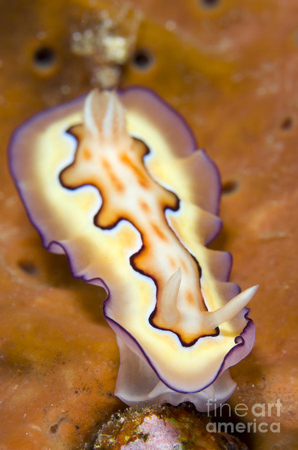 Nudibranch On Orange Sponge, Kimbe Bay Photograph
