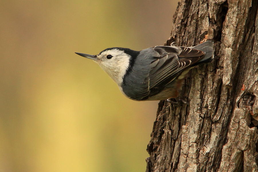 Nuthatch Photograph by Stephen Dennstedt