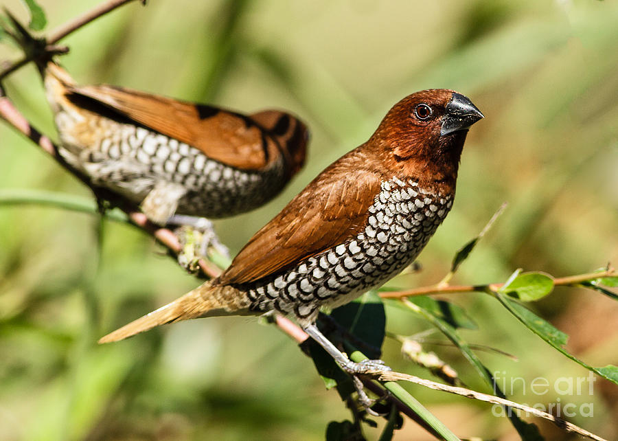 Nutmeg Mannikin Photograph by Carl Jackson