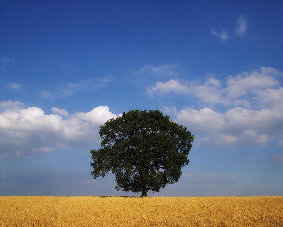 Oak Tree In A Barley Field Ireland by The Irish Image Collection ...