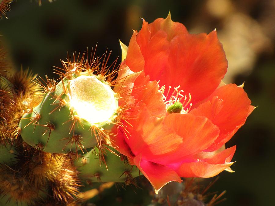 Orange Flower Photograph - Orange Cactus Flower #1 by Life Inspired Art and Decor