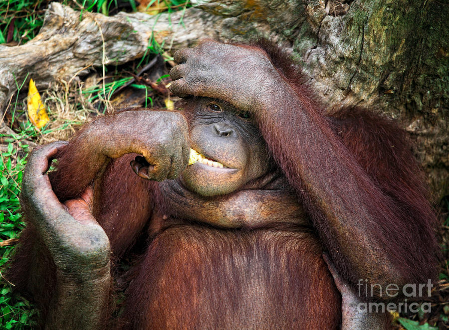 Orangutang Portrait #2 Photograph by Gualtiero Boffi