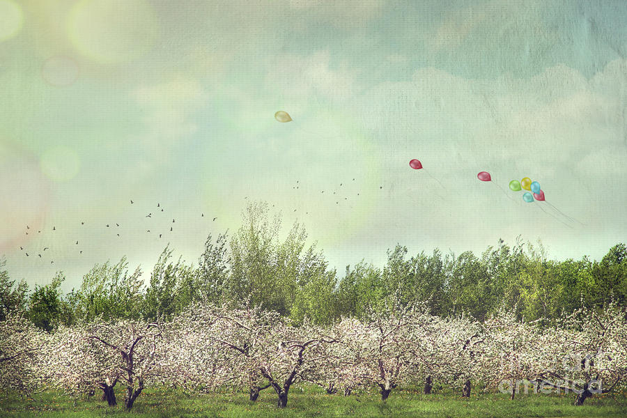 Nature Photograph - Orchard of apple blossoming tees #2 by Sandra Cunningham