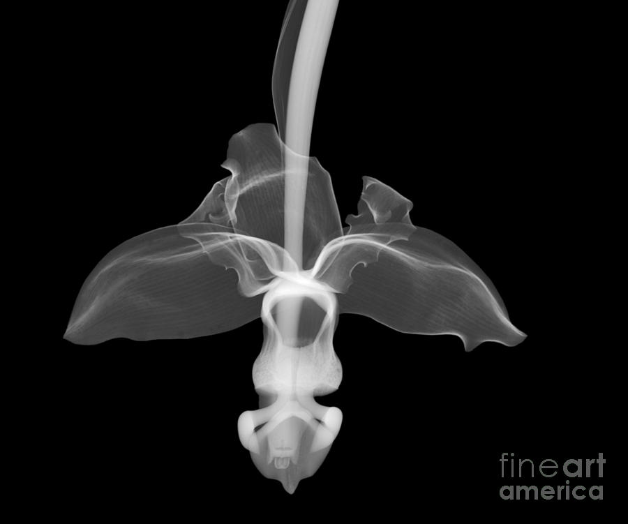 Orchid Flower #2 Photograph by Ted Kinsman