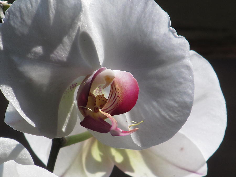 Orchid Macro #2 Photograph by Alfred Ng
