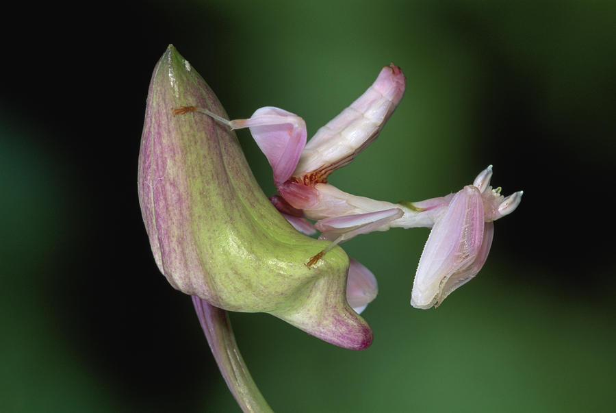 Flower Photograph - Orchid Mantis Hymenopus Coronatus #5 by Thomas Marent