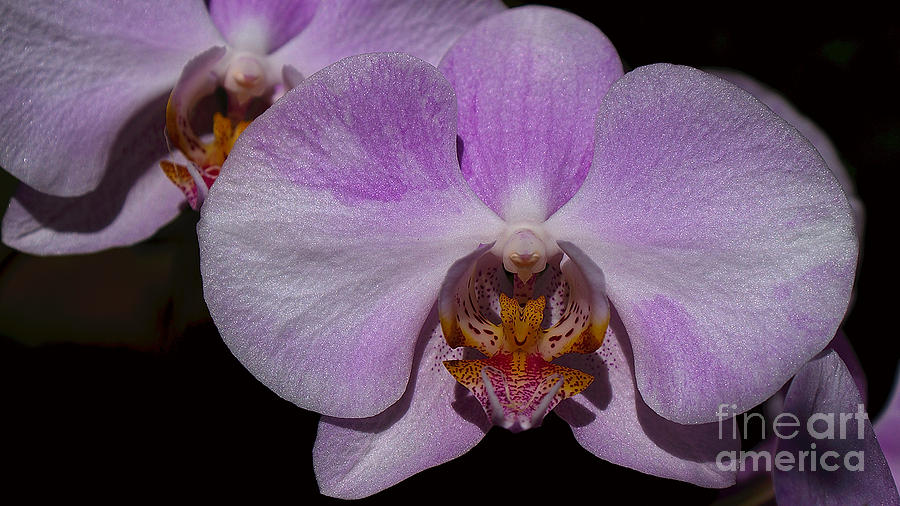 Orchid #2 Photograph by Mareko Marciniak