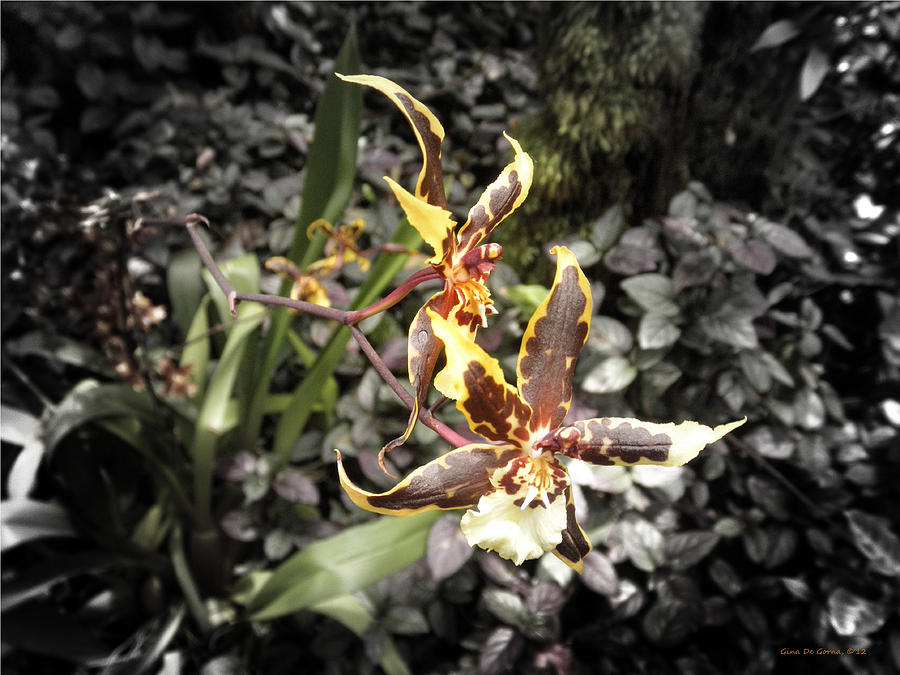 Orchids #2 Photograph by Gina De Gorna