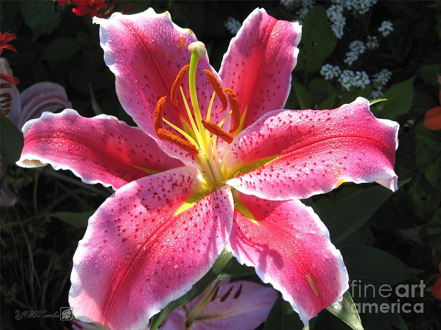 Oriental Lily named La Mancha Photograph by J McCombie - Fine Art America