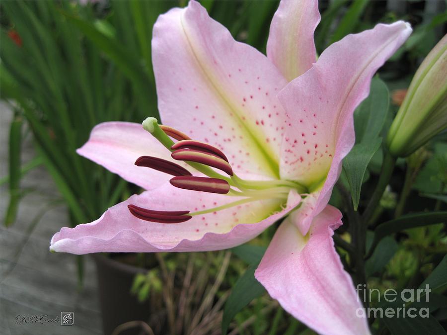 Oriental Lily named Le Reve #2 Photograph by J McCombie - Pixels