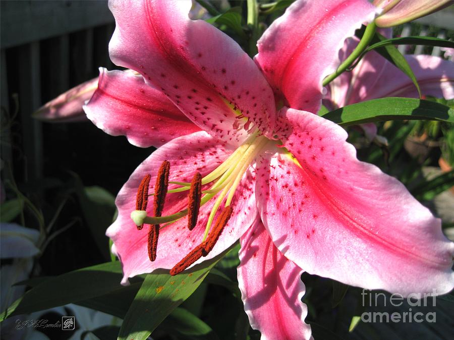 Oriental Lily named Tiber Photograph by J McCombie | Pixels