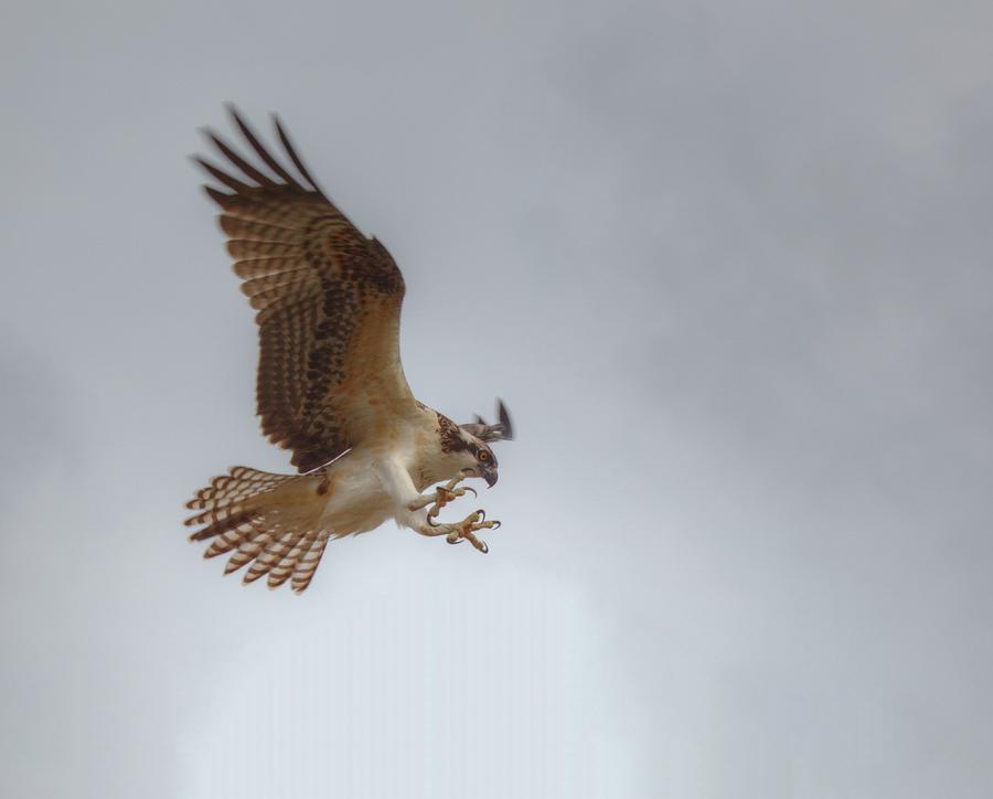 Osprey Photograph by Doug McPherson