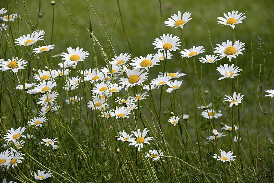 Ox-eye Daisies (leucanthemum Vulgare) Photograph by Bob Gibbons | Fine ...